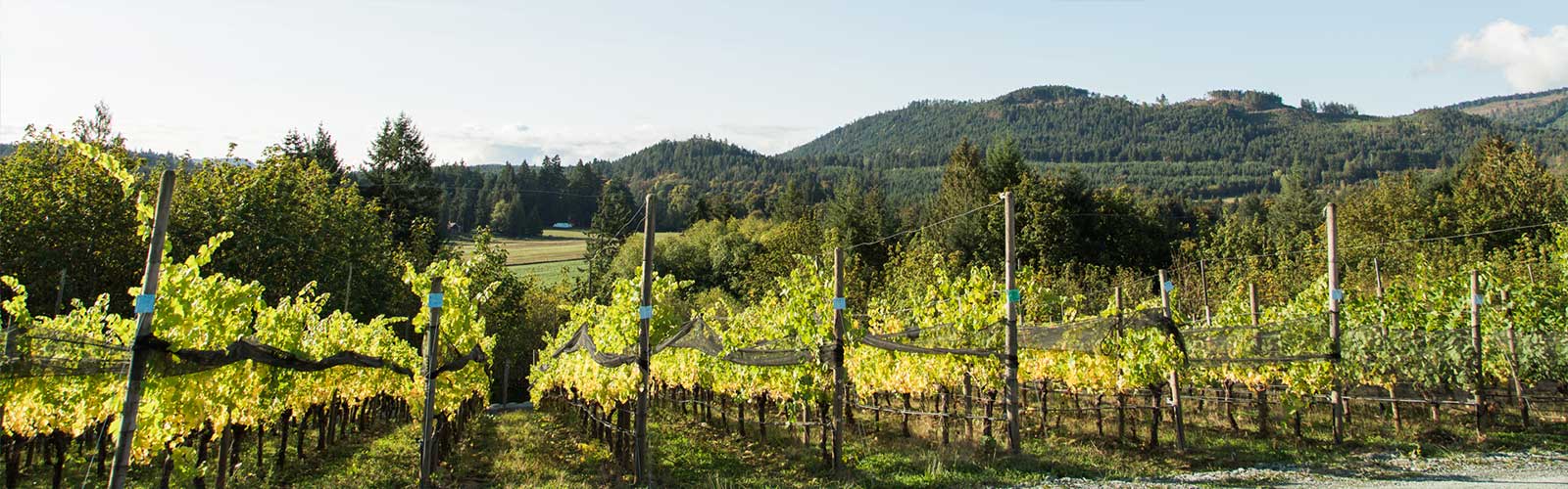 Vancouver Island Wine Region of British Columbia Wine BC