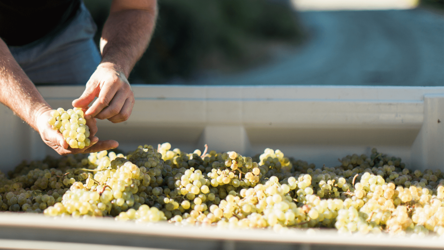 WGBC Wine Industry Event Calendar Wine BC Industry