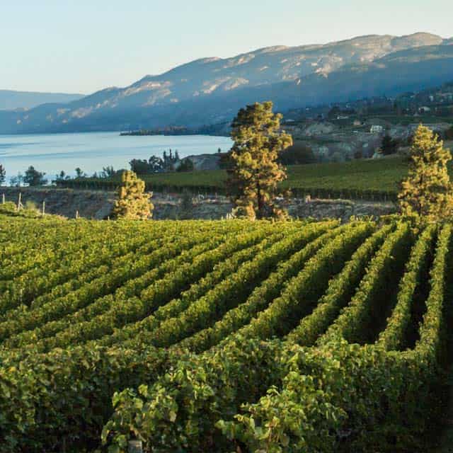 Discover the Wines, Wineries and Vineyards of British Columbia | Wine BC