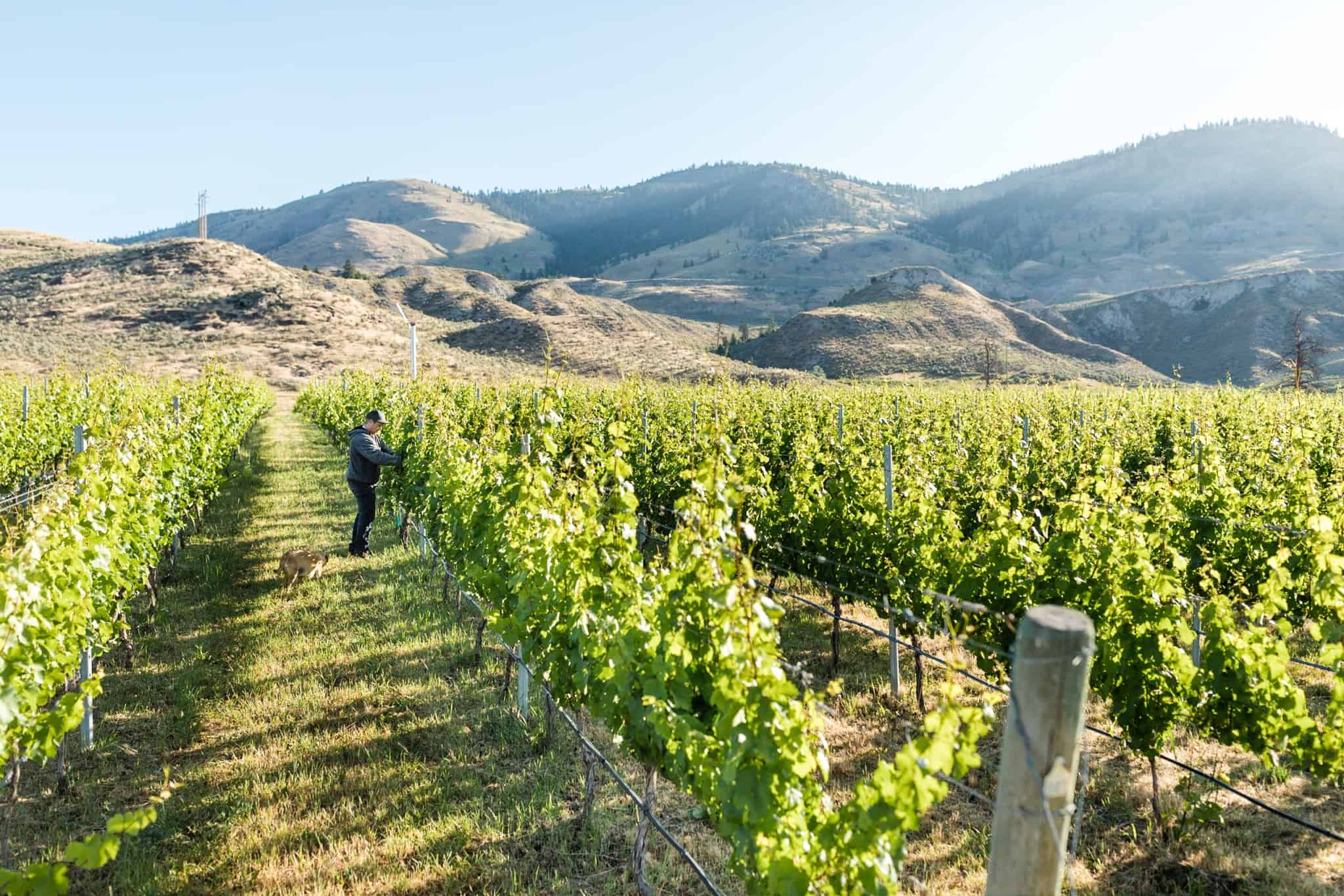 The Story on New Boutique BC VQA Wines Now Available at BC Liquor