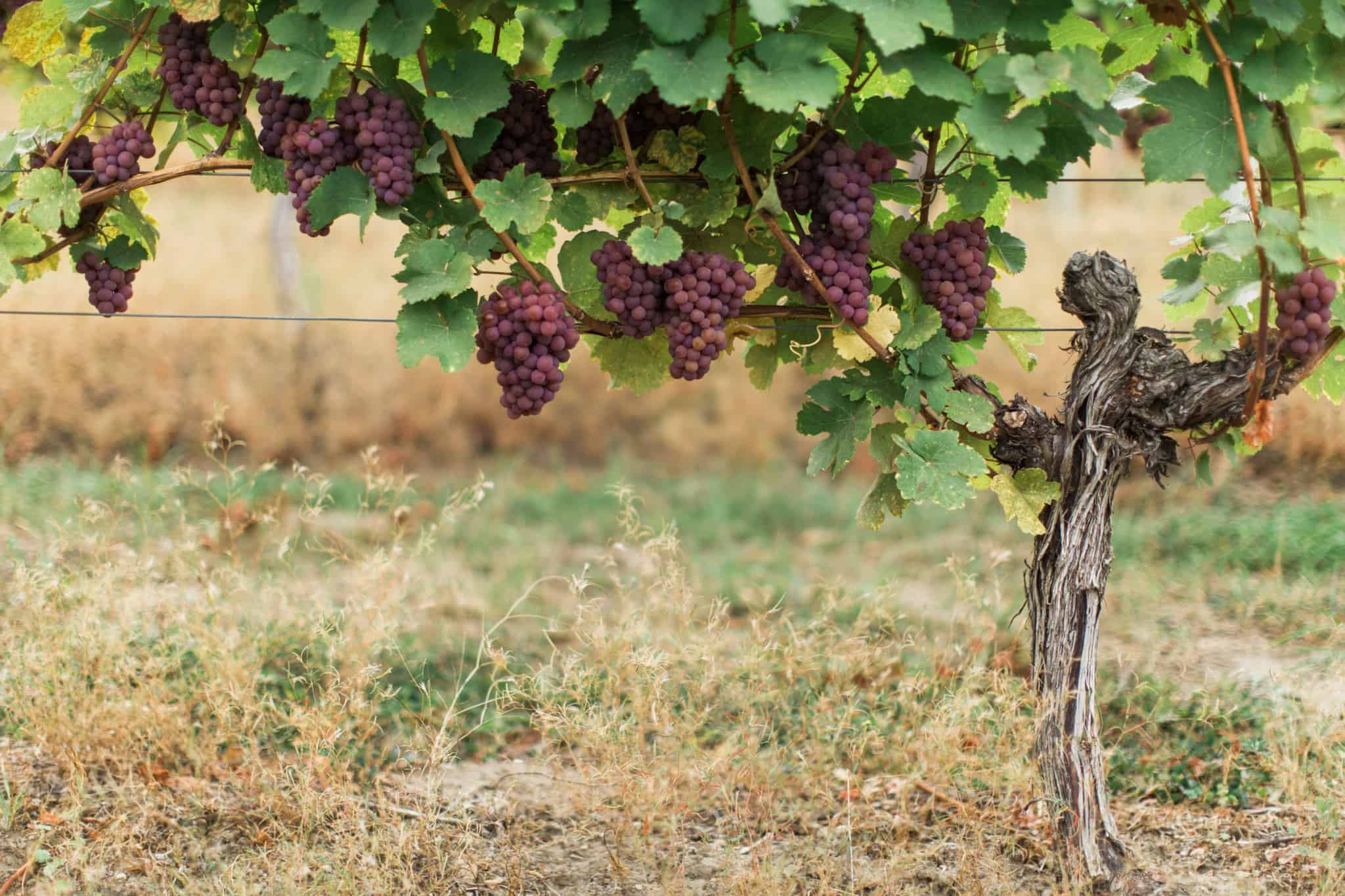 BC Wine Country British Columbia Wineries & AwardWinning Wines