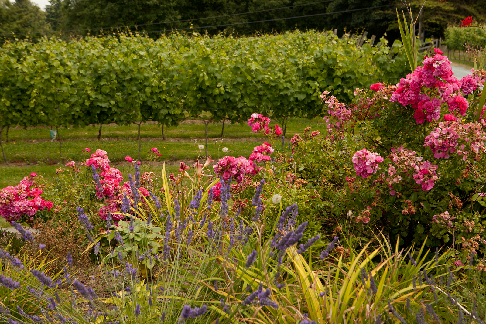 Great Fraser Valley Wine Ltd.