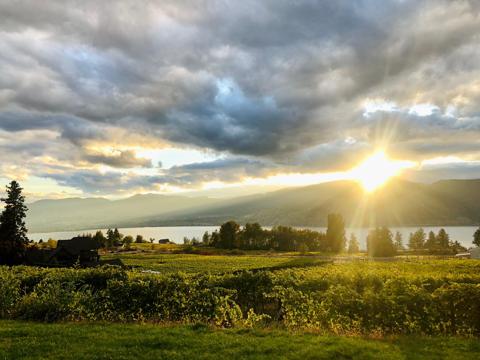 Terravista Vineyards