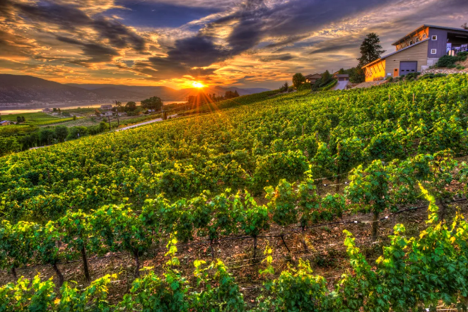 Laughing Stock Vineyards