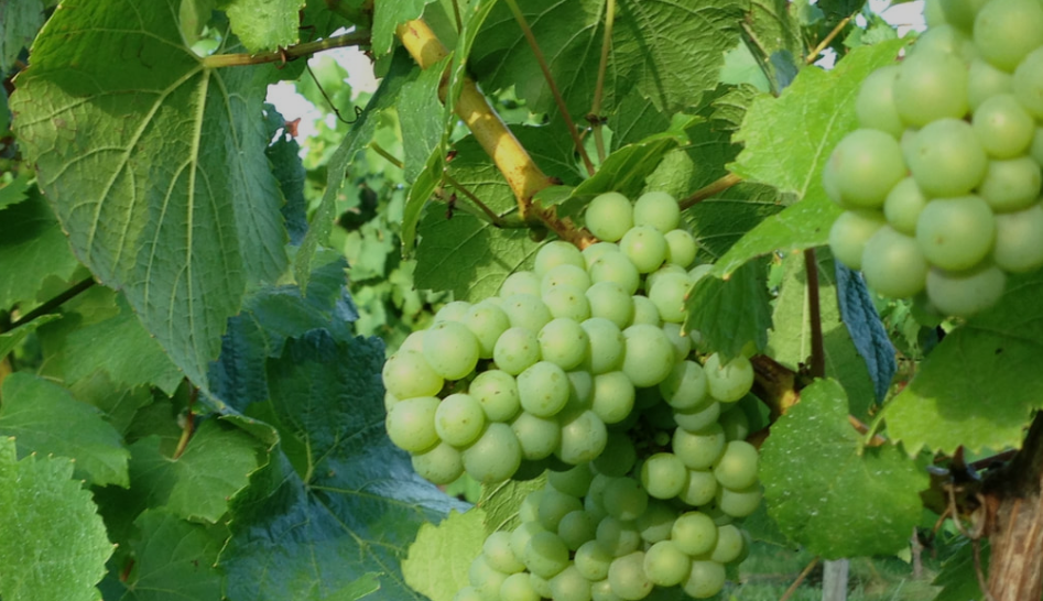 Divino Estate Winery Ltd.