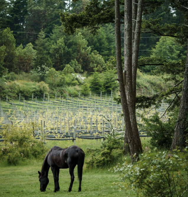 Sage Hayward Vineyards