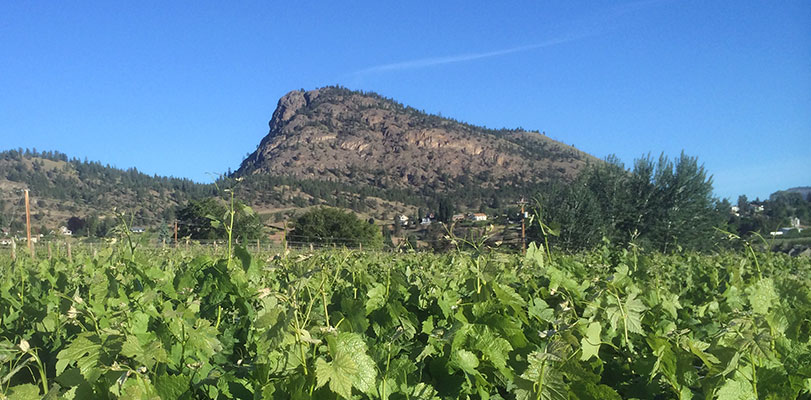 Giant Head Estate Winery