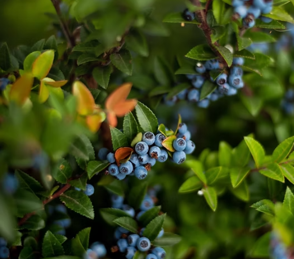 Kermode Wild Berry Winery