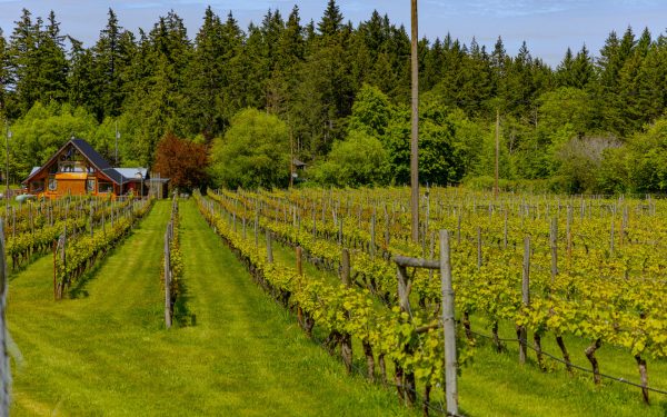 Hornby Heart Vineyard