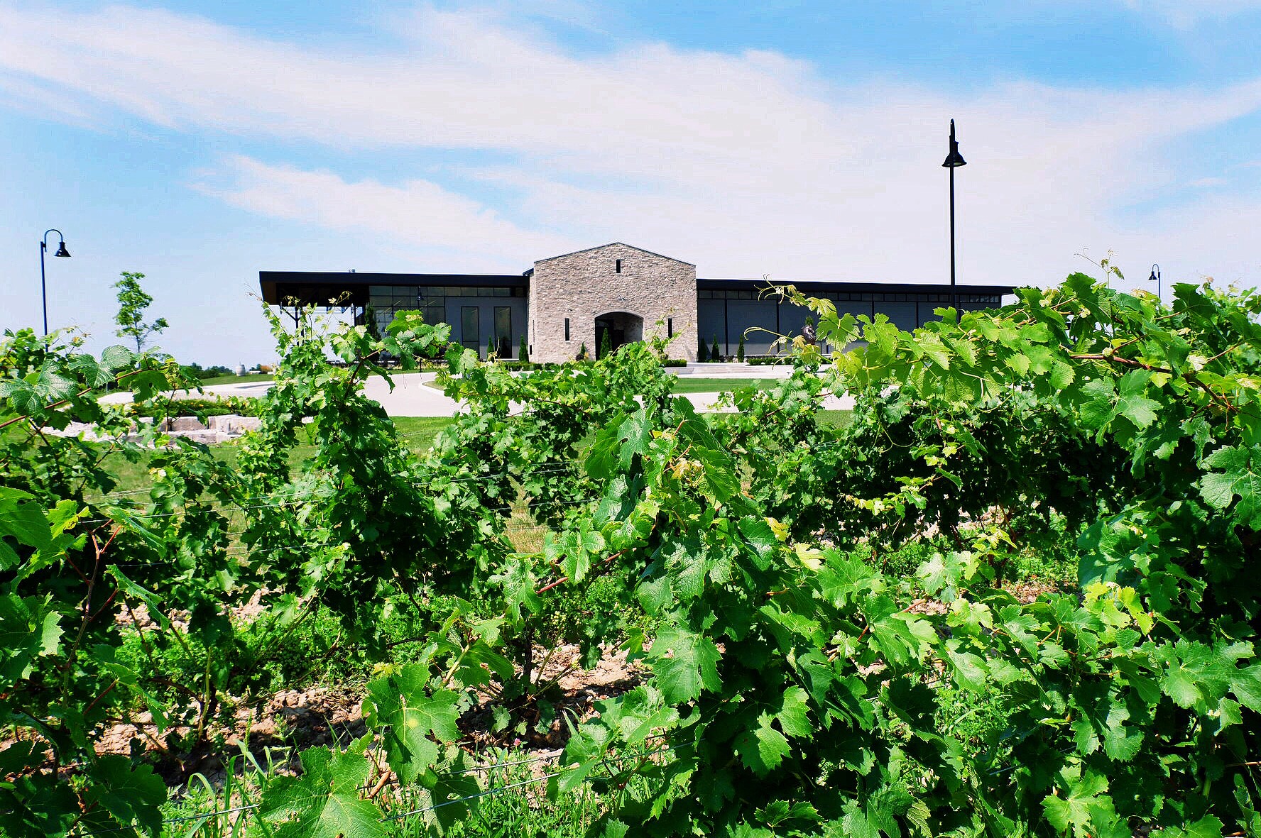 Dark Horse Vineyard