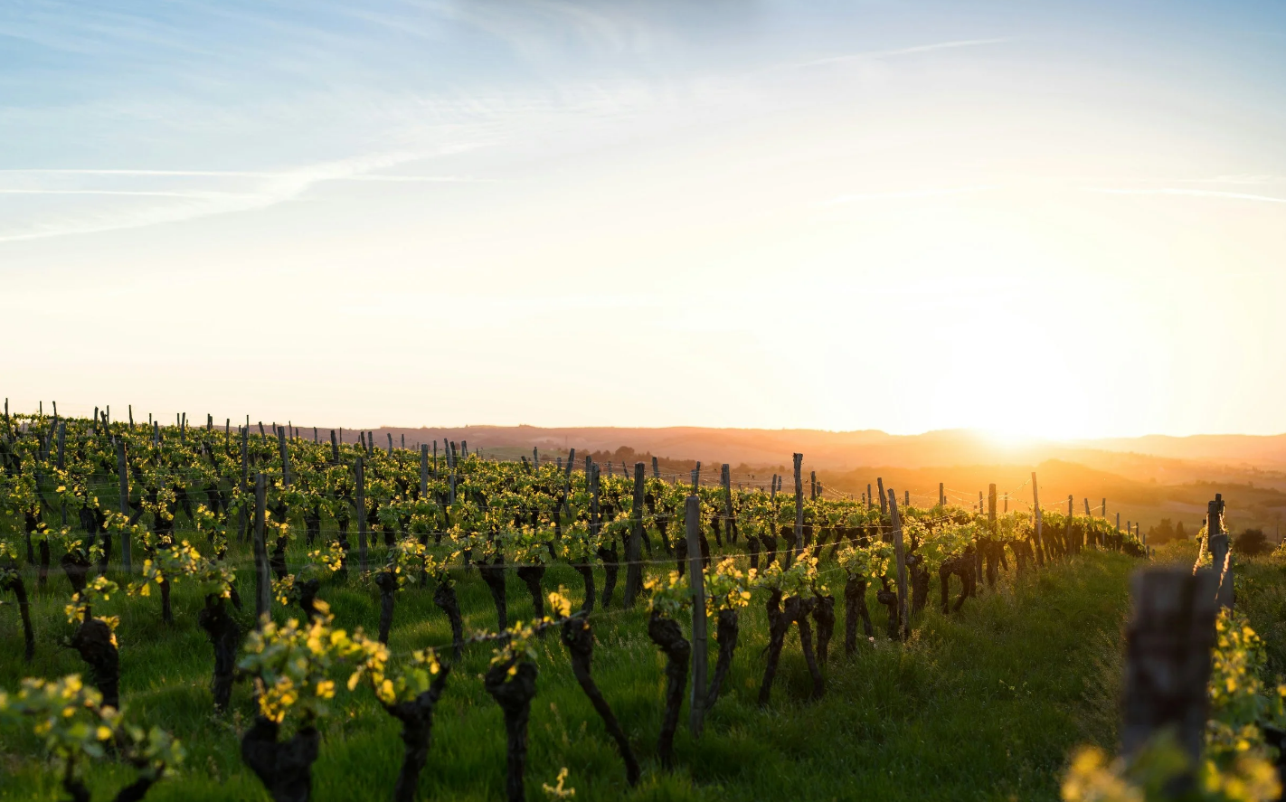 Hidden Vines Family Estate Winery