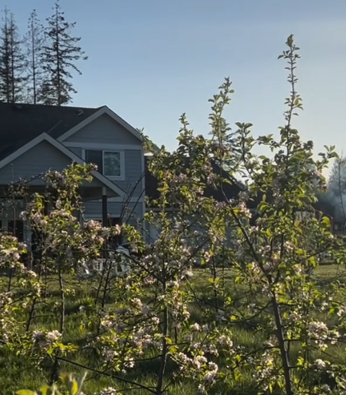 J. McPhee & Sons Ltd Cider