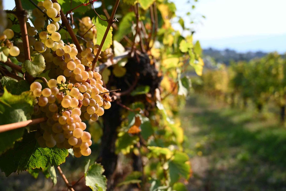 TULA Restaurant at Little Straw Winery