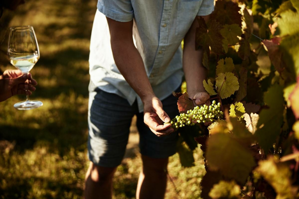 Person holding a bunch of grapes in the vineyard at Whispering Horse Winery during the vineyard tour.