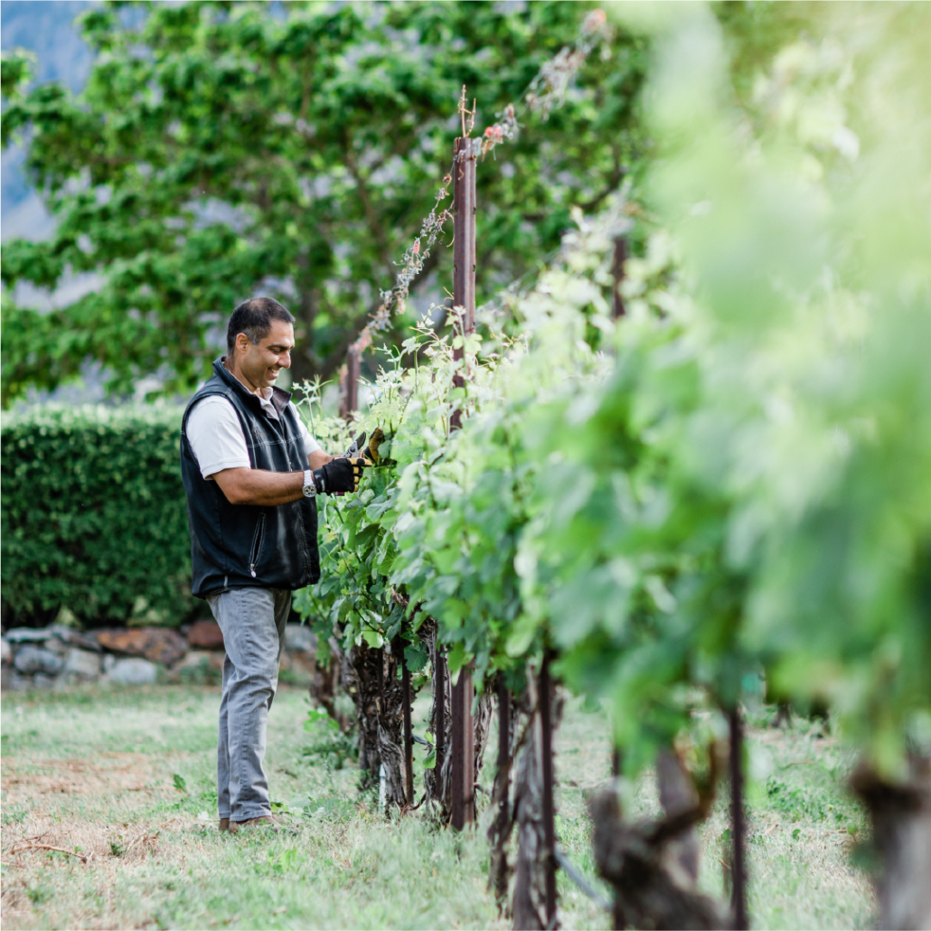  A man smiling as he works in a lush spring vineyard with green vines.