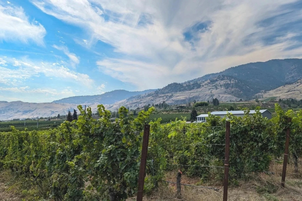 The lush green vineyard with Intersection Winery in the background, located in Oliver, BC.