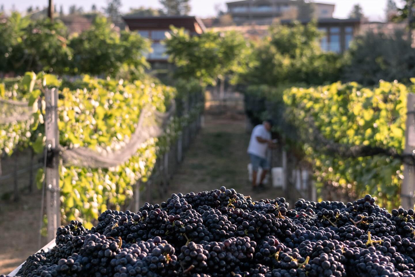 Grapes with vineyard in the background at 1 Mill Road Winery.