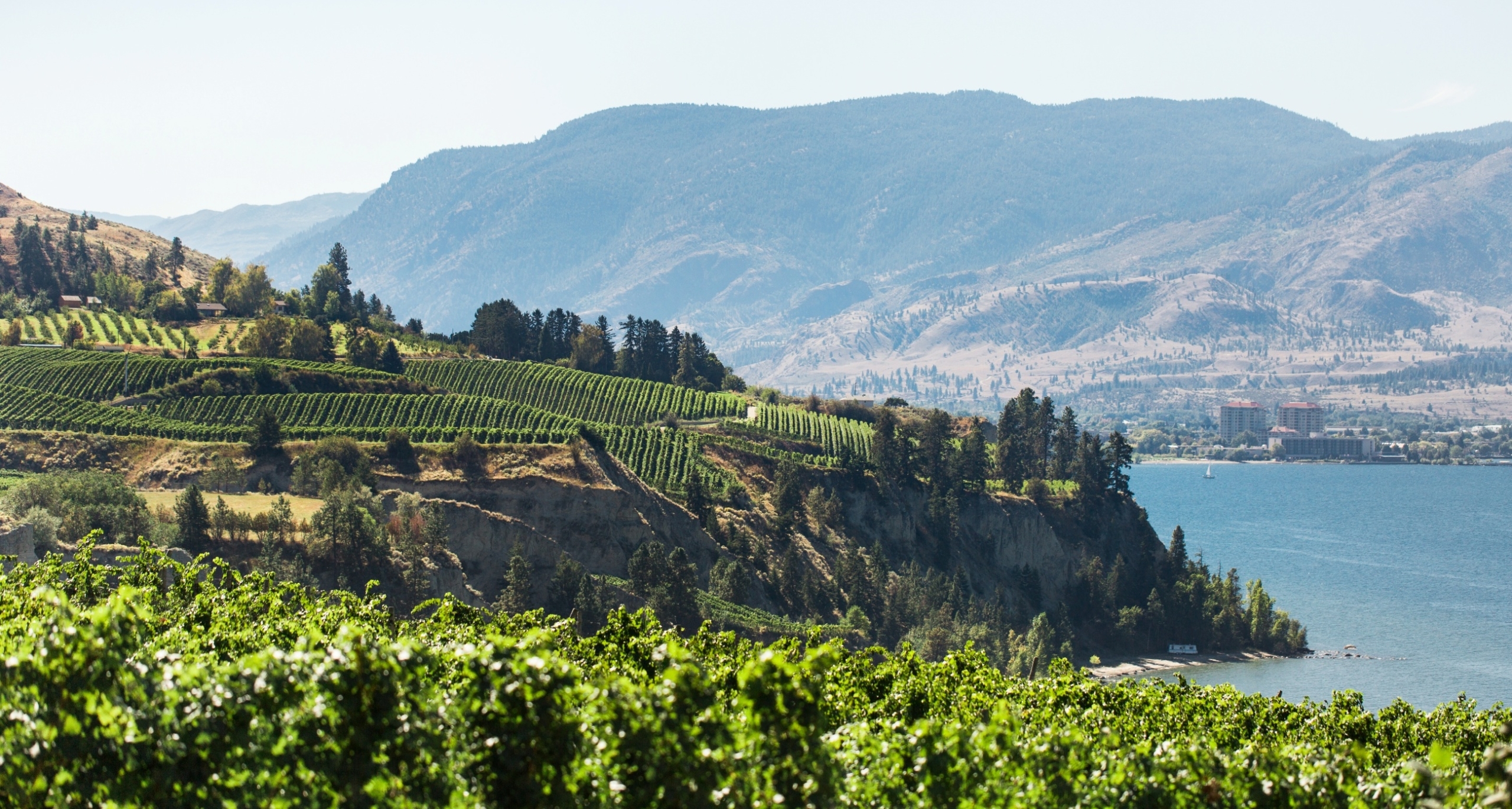 A view of the scenic green vineyards next to Okanagan Lake in the Okanagan Valley, BC.