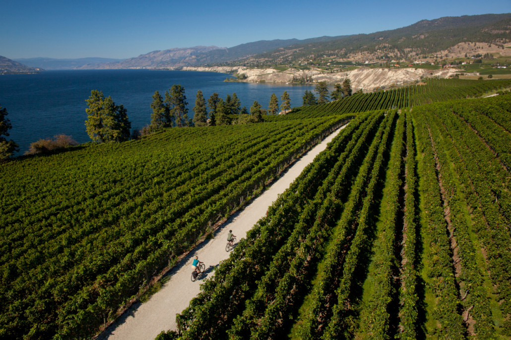 Two bikers riding along the trail surrounded by vineyards with a view of Okanagan Lake and the mountains in the background.