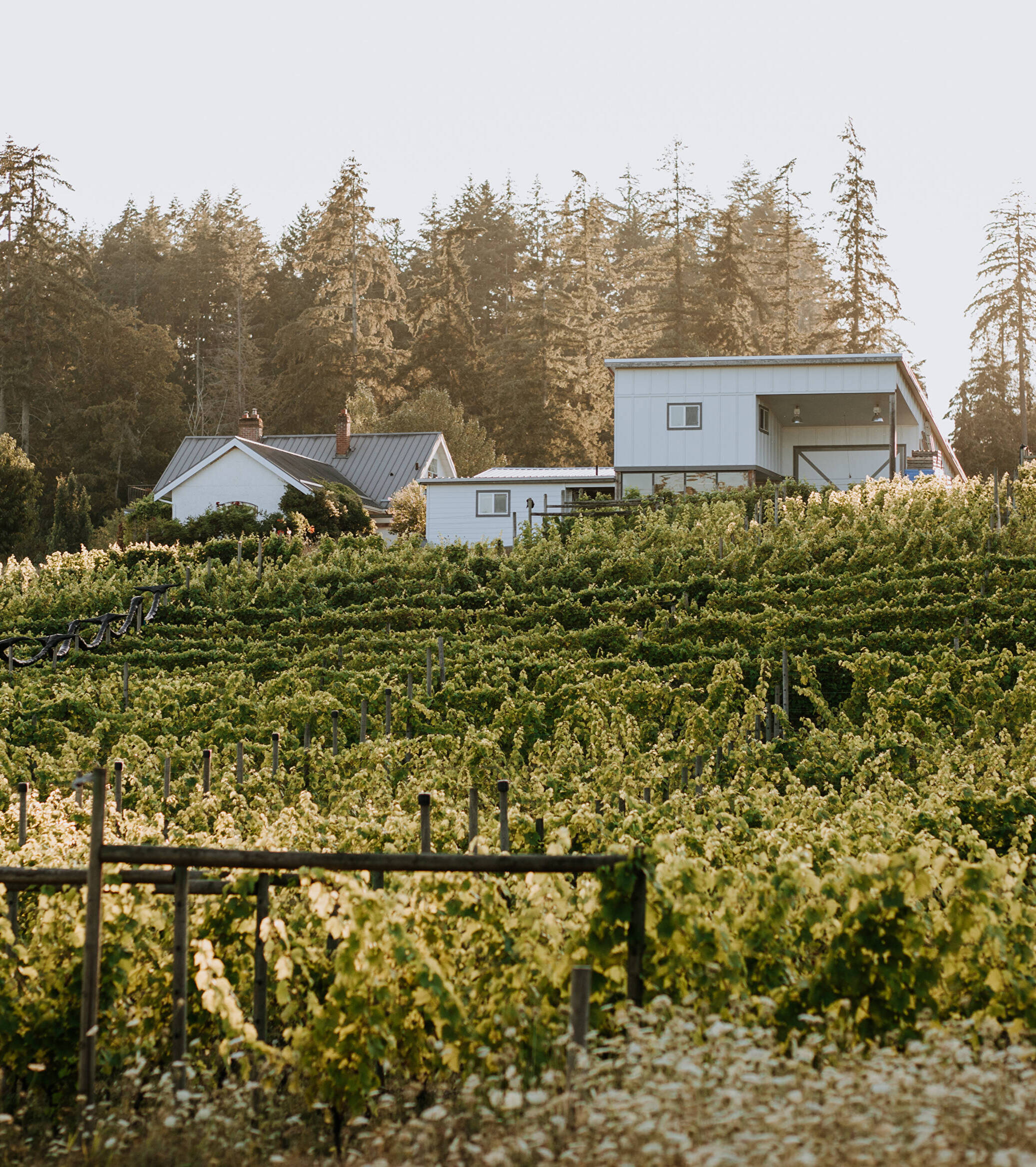 Emandare Vineyard And Winery