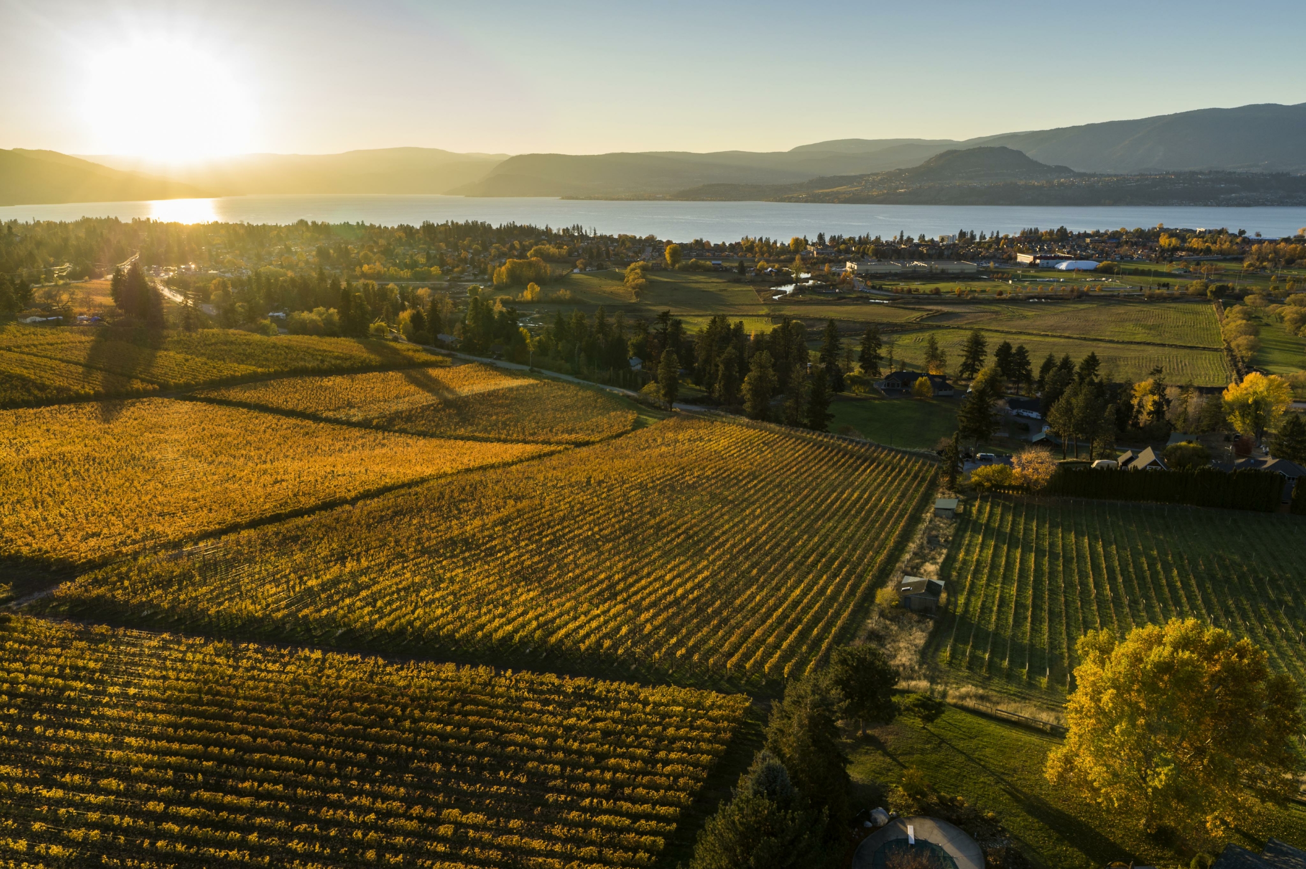 Autumn coloured vineyards of Southeast Kelowna with a view of Okanagan Lake and the BC mountains in the background.
