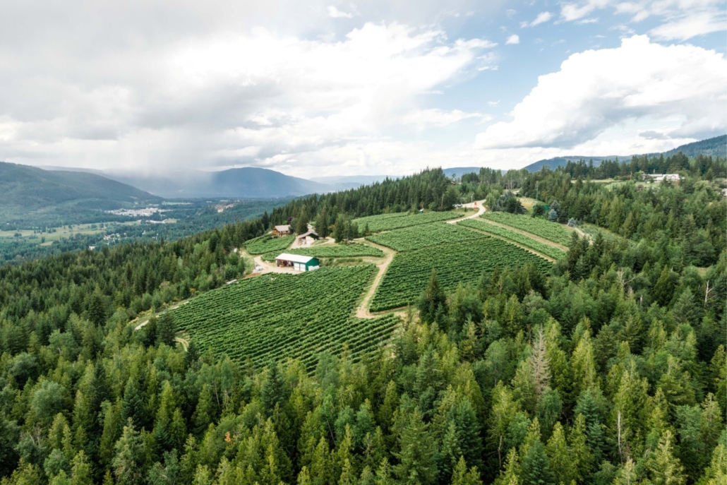 Aerial vineyard view of Larch Hills Winery located in the Shuswap surrounded by lush forest.