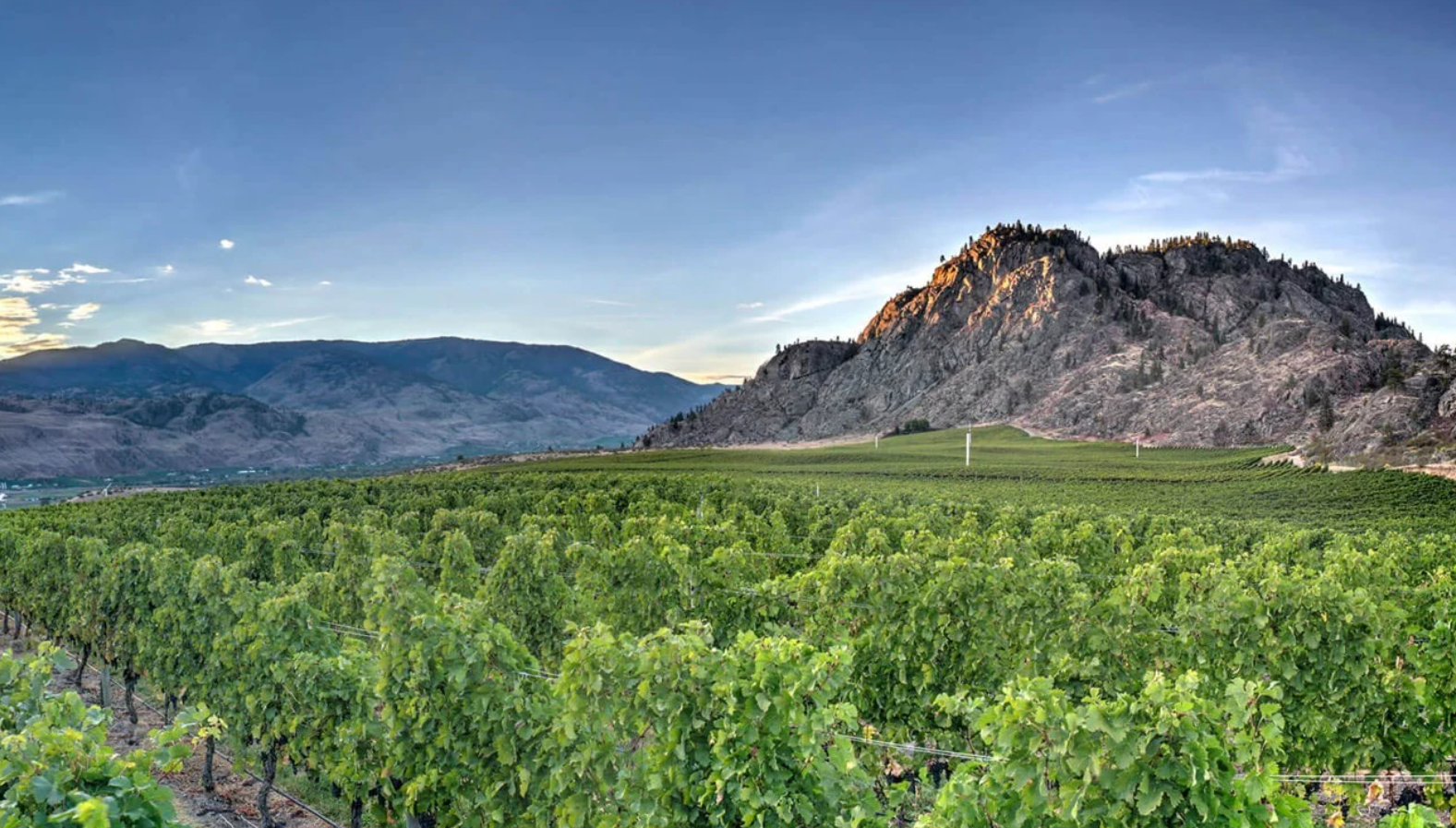 Sunrock Vineyards