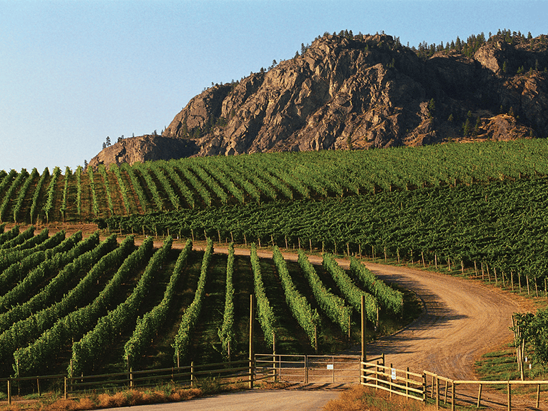 Inniskillin Okanagan Vineyards