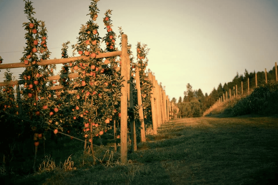 BC Tree Fruits Cider Company