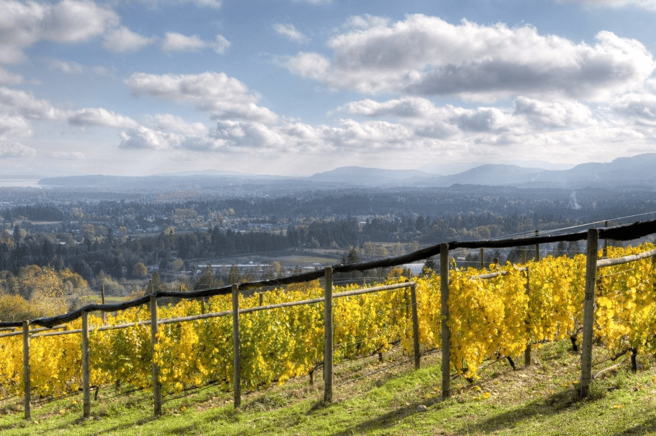 Averill Creek Vineyard