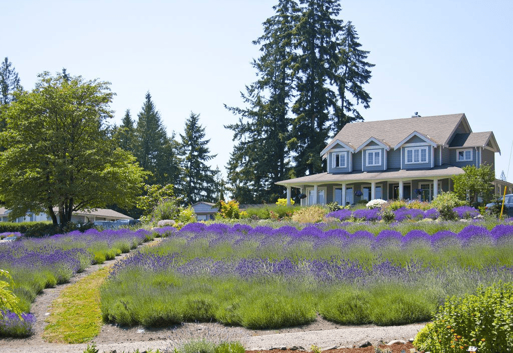 Damali Lavender & Winery Fruit Wine