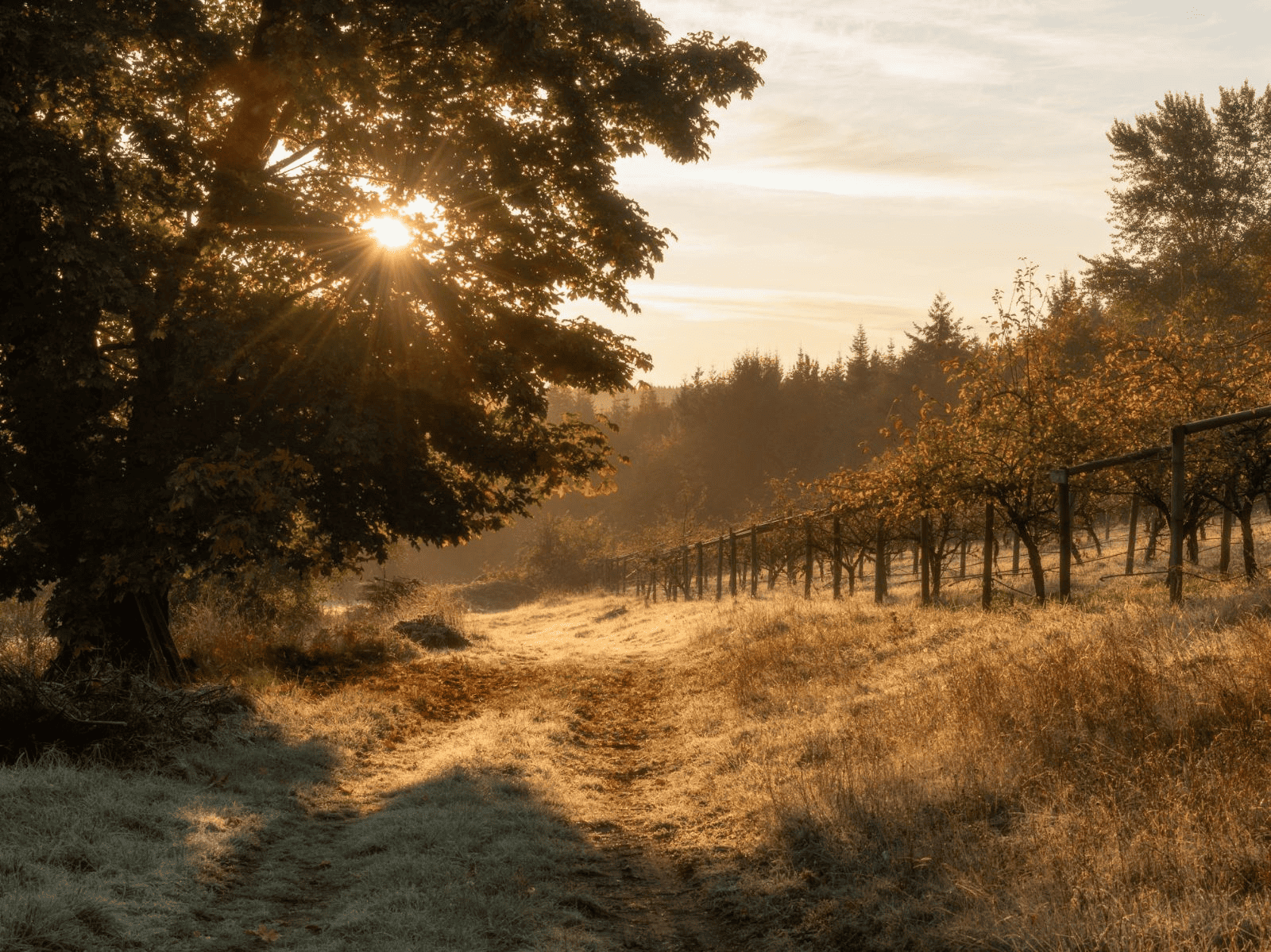 Affinity Ciderhouse
